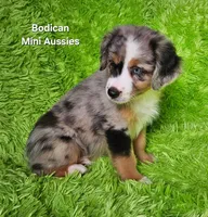 #2 VALOR ~BMM, a male Miniature Australian Shepherd for sale in Reagan, TN – 3 of 10