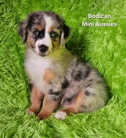 #2 VALOR ~BMM, a male Miniature Australian Shepherd for sale in Reagan, TN – 4 of 10