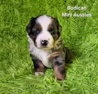 #6 LIBERTY ~ BMF, a female Miniature Australian Shepherd for sale in Reagan, TN – 3 of 10