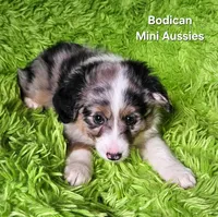#3 CAPTAIN ~ BMM, a male Toy Australian Shepherd for sale in Reagan, TN – 10 of 10