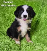 #4 JULIET ~ BKF, a female Miniature Australian Shepherd for sale in Reagan, TN – 1 of 10