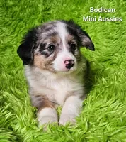 #3 CAPTAIN ~ BMM, a male Toy Australian Shepherd for sale in Reagan, TN – 9 of 10