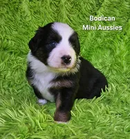 #4 JULIET ~ BKF, a female Miniature Australian Shepherd for sale in Reagan, TN – 4 of 7