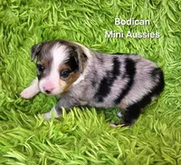 #1 ACE ~ BMM, a male Toy Australian Shepherd for sale in Reagan, TN – 8 of 8