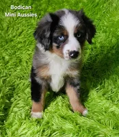 #6 LIBERTY ~ BMF, a female Miniature Australian Shepherd for sale in Reagan, TN – 6 of 10