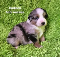 #5 ~FAITH, a female Miniature Australian Shepherd for sale in Reagan, TN – 4 of 10