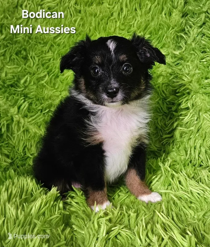 #6 CAMO ~ BKM – Toy Australian Shepherd puppy for sale in Reagan, TN