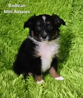 #6 CAMO ~ BKM, a male Toy Australian Shepherd for sale in Reagan, TN – 1 of 9