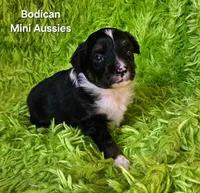 #6 CAMO ~ BKM, a male Toy Australian Shepherd for sale in Reagan, TN – 5 of 7