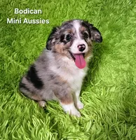 #3 CAPTAIN ~ BMM, a male Toy Australian Shepherd for sale in Reagan, TN – 6 of 10