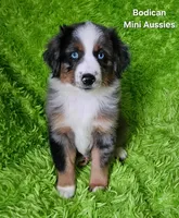 #6 LIBERTY ~ BMF, a female Miniature Australian Shepherd for sale in Reagan, TN – 2 of 10