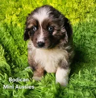 LUNA #4, a female Miniature Australian Shepherd for sale in Reagan, TN – Photo 3 of 8