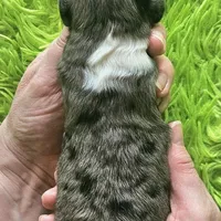 LUNA #4, a female Miniature Australian Shepherd for sale in Reagan, TN – Photo 8 of 8