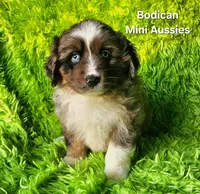 LUNA #4, a female Miniature Australian Shepherd for sale in Reagan, TN – Photo 1 of 8