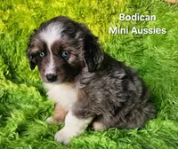 LUNA #4, a female Miniature Australian Shepherd for sale in Reagan, TN – Photo 2 of 8