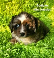 LUNA #4, a female Miniature Australian Shepherd for sale in Reagan, TN – Photo 7 of 8