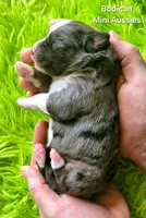 LUNA #4, a female Miniature Australian Shepherd for sale in Reagan, TN – Photo 3 of 5