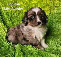 LUNA #4, a female Miniature Australian Shepherd for sale in Reagan, TN – Photo 6 of 8