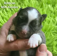 LUNA #4, a female Miniature Australian Shepherd for sale in Reagan, TN – Photo 2 of 5