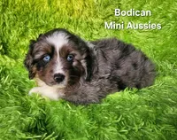 LUNA #4, a female Miniature Australian Shepherd for sale in Reagan, TN – Photo 4 of 8