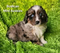 LUNA #4, a female Miniature Australian Shepherd for sale in Reagan, TN – Photo 5 of 8