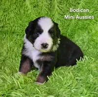 #4 JULIET ~ BKF, a female Miniature Australian Shepherd for sale in Reagan, TN – 3 of 7