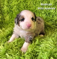 #2 TANGO ~ BMM, a male Toy Australian Shepherd for sale in Reagan, TN – 4 of 7