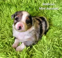 #1 ACE ~ BMM, a male Toy Australian Shepherd for sale in Reagan, TN – 2 of 8