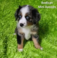 #6 LIBERTY ~ BMF, a female Miniature Australian Shepherd for sale in Reagan, TN – 5 of 10