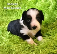 #7 BELL ~ BKF, a female Toy Australian Shepherd for sale in Reagan, TN – 4 of 9