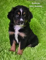 #1 WILLOW~BKF, a female Miniature Australian Shepherd for sale in Reagan, TN – 5 of 10