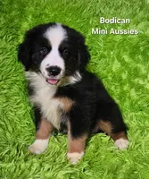 #4 JULIET ~ BKF, a female Miniature Australian Shepherd for sale in Reagan, TN – 5 of 10