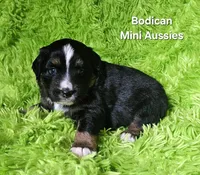 #1 WILLOW~BKF, a female Miniature Australian Shepherd for sale in Reagan, TN – 4 of 7