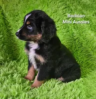 #1 WILLOW~BKF, a female Miniature Australian Shepherd for sale in Reagan, TN – 8 of 10