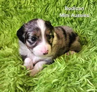 #3 CAPTAIN ~ BMM, a male Toy Australian Shepherd for sale in Reagan, TN – 3 of 8