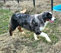 NIMBUS, a male Miniature Australian Shepherd for sale in Reagan, TN – Photo 5 of 10