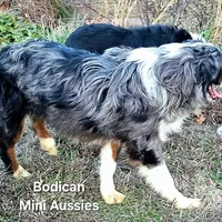 NIMBUS, a male Miniature Australian Shepherd for sale in Reagan, TN – Photo 3 of 10