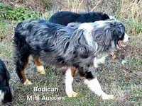 NIMBUS, a male Miniature Australian Shepherd for sale in Reagan, TN – Photo 3 of 10