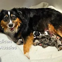 NIMBUS, a male Miniature Australian Shepherd for sale in Reagan, TN – Photo 9 of 10