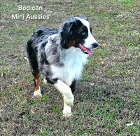 NIMBUS, a male Miniature Australian Shepherd for sale in Reagan, TN – Photo 6 of 10