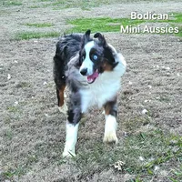 NIMBUS, a male Miniature Australian Shepherd for sale in Reagan, TN – Photo 7 of 10