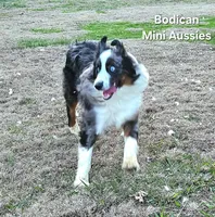 NIMBUS, a male Miniature Australian Shepherd for sale in Reagan, TN – Photo 7 of 10