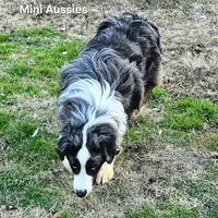 NIMBUS, a male Miniature Australian Shepherd for sale in Reagan, TN – Photo 8 of 10