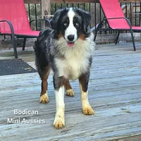 NIMBUS, a male Miniature Australian Shepherd for sale in Reagan, TN – Photo 4 of 10