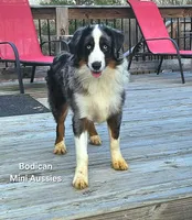 NIMBUS, a male Miniature Australian Shepherd for sale in Reagan, TN – Photo 4 of 10