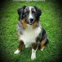 NIMBUS, a male Miniature Australian Shepherd for sale in Reagan, TN – Photo 10 of 10