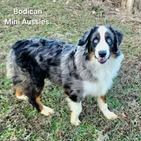 NIMBUS, a male Miniature Australian Shepherd for sale in Reagan, TN – Photo 2 of 10