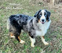 NIMBUS, a male Miniature Australian Shepherd for sale in Reagan, TN – Photo 2 of 10