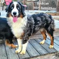 NIMBUS, a male Miniature Australian Shepherd for sale in Reagan, TN – Photo 1 of 10