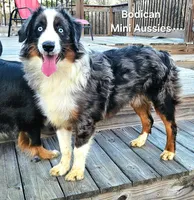 NIMBUS, a male Miniature Australian Shepherd for sale in Reagan, TN – Photo 1 of 10